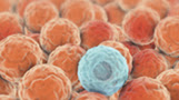 cells