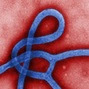 Picture of transmission electron micrograph (TEM) of Ebola virus virion