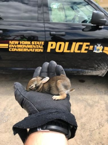 small baby rabbit in the palm of an ECO officer