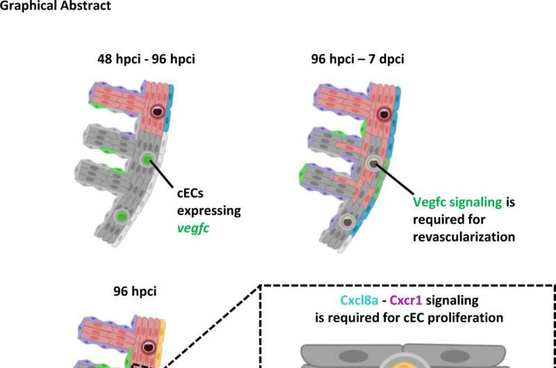 Regenerating the heart after an attack