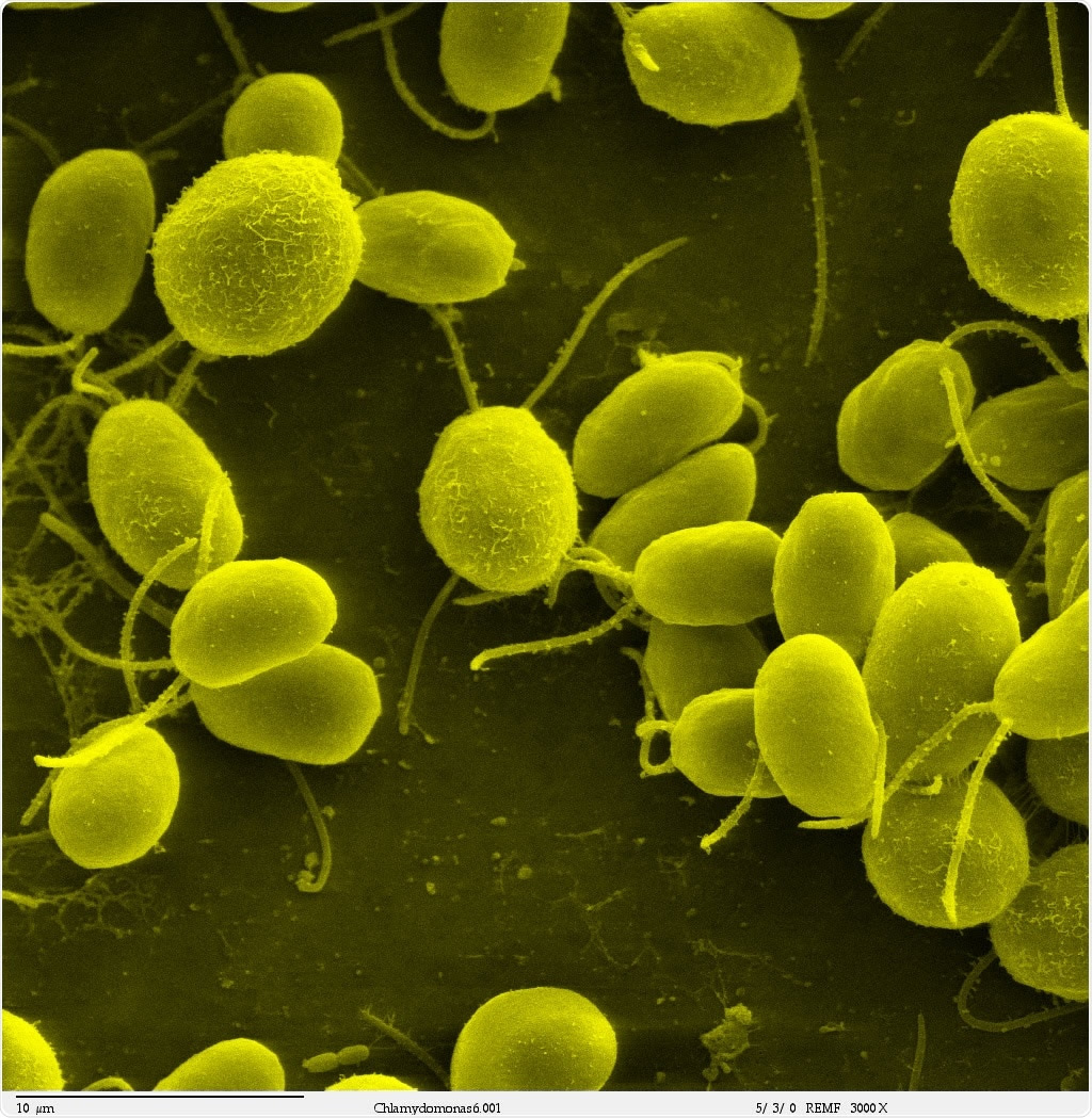 Chlamydomonas reinhardtii. Image Credit: Dartmouth Electron Microscope Facility, Dartmouth College