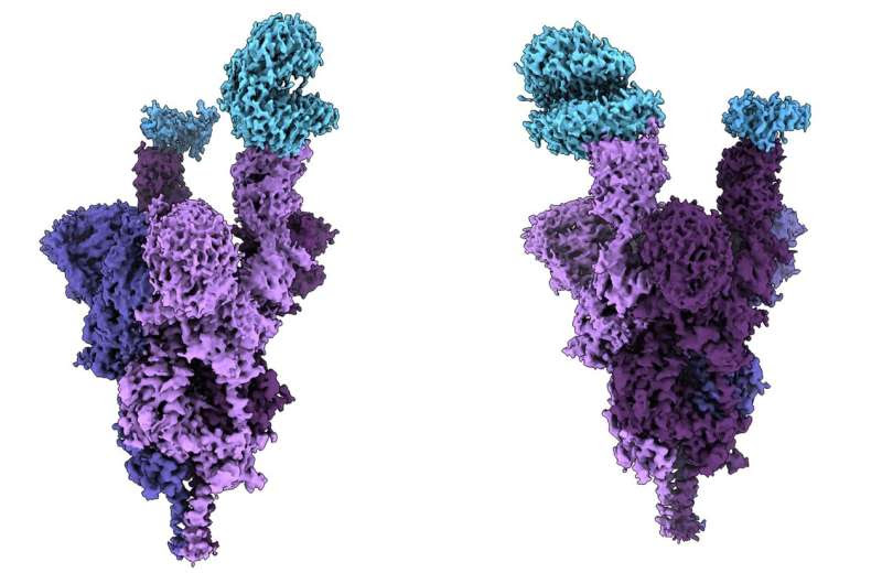 UBC scientists unveil world's first molecular-level analysis of Omicron spike protein