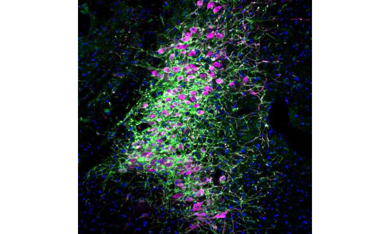 Scientists identify specific brain region and circuits controlling attention