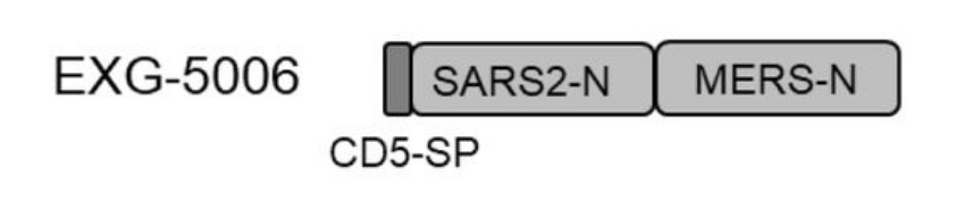 nucleocapsid (MERS&SARS-2)