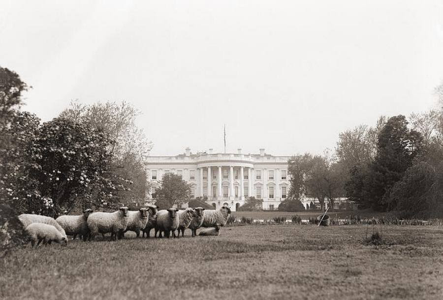1918_white_house_lawn_mowers