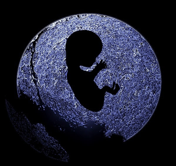 Nuevas tecnologías permiten conocer cada vez mejor la implantación del embrión en el útero materno