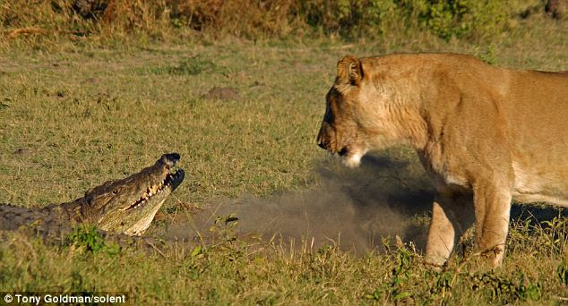 A lioness stared down the crocodile after it tried to snap at a cub