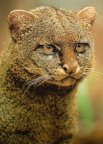 A jaguarundi.
