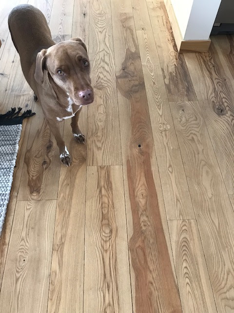 dog on wood floor finished with Livos and cleaned with Livos wood cleaner