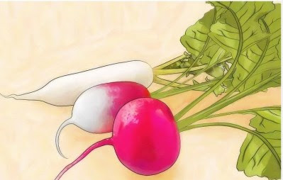 How to plant radish in a pot
