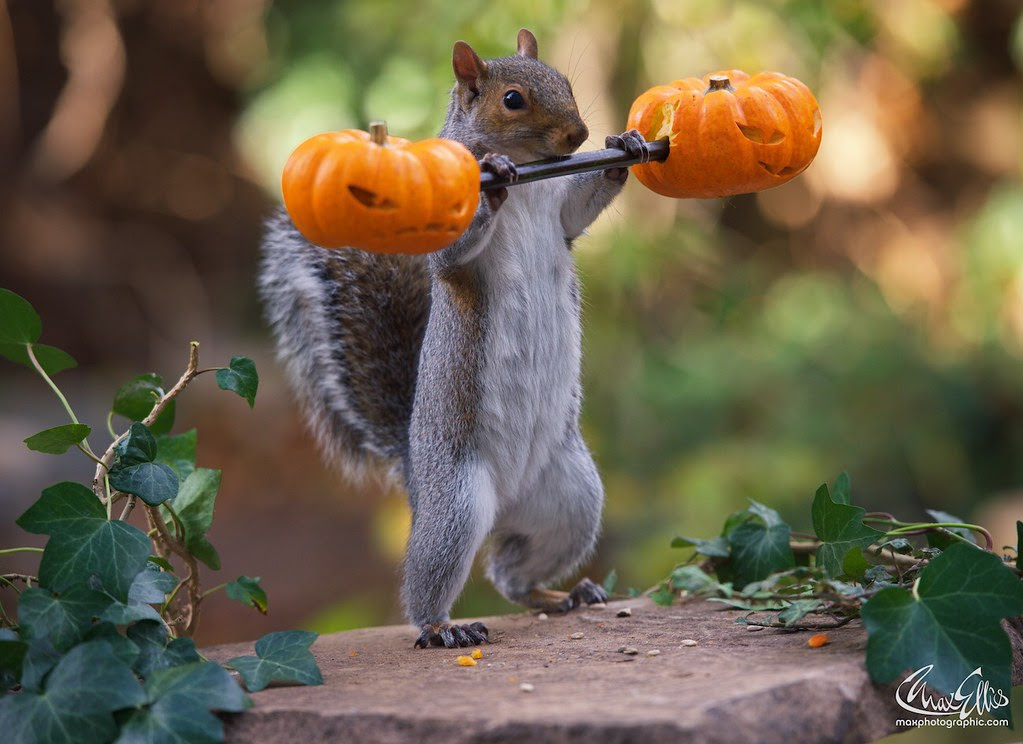 #squirrelisimo #pumpkin #halloween | Max Ellis | Flickr