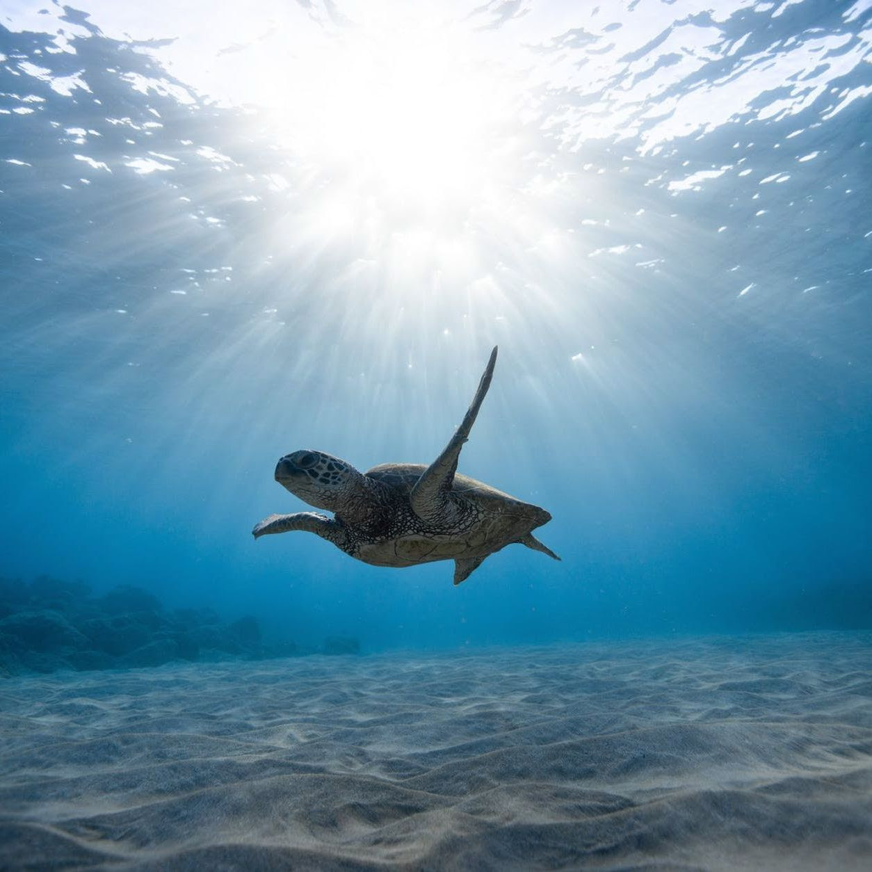 Sea turtle swimming