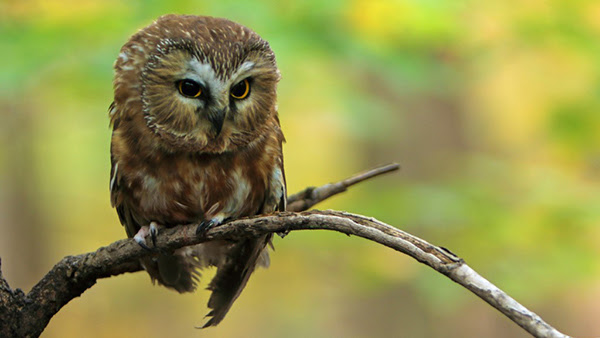 saw whet owl on a branch