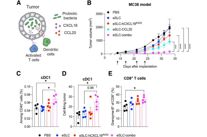 Engineered bacteria find tumors, then alert the authorities