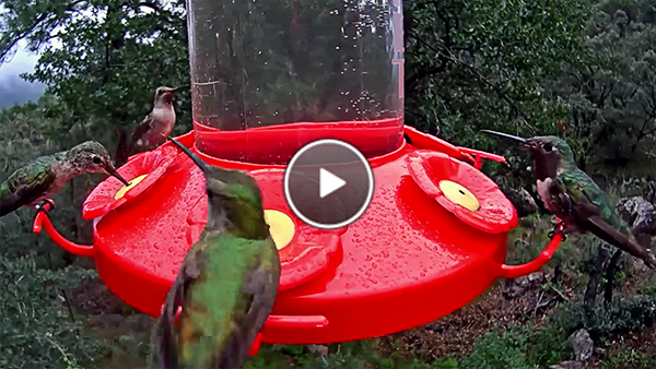 West Texas hummers grab a drink