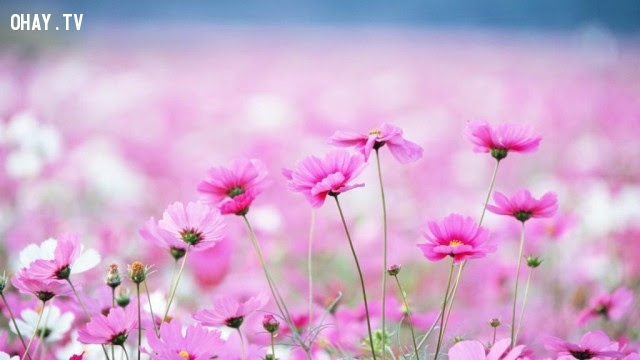 Hoa cúc tím (thạch thảo) - sự lưu luyến khi chia tay,ngôn ngữ các loài hoa,hoa đẹp,hoa ngữ