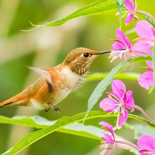 hummingbird mid flight drinking from a pink flower