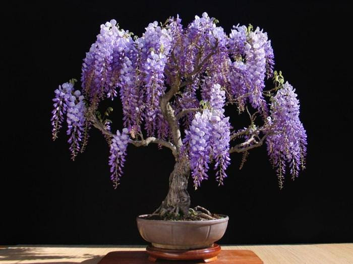 Những cây bonsai đẹp nhất của Nhật Bản 4f2138ba-ec1b-45ca-bfc9-a38e2d18b269