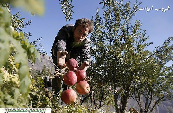 موسم قطف التفاح في جبال دماوند