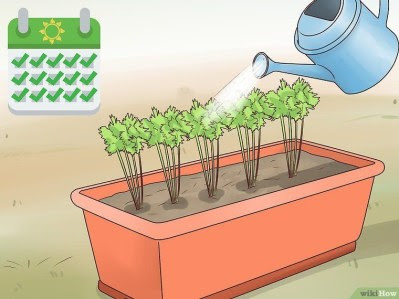Grow Carrots in Pots | How to plant carrots, Growing carrots, Carrots
