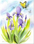 Lavender Iris with Butterflies - Posted on Friday, February 27, 2015 by Patricia Ann Rizzo
