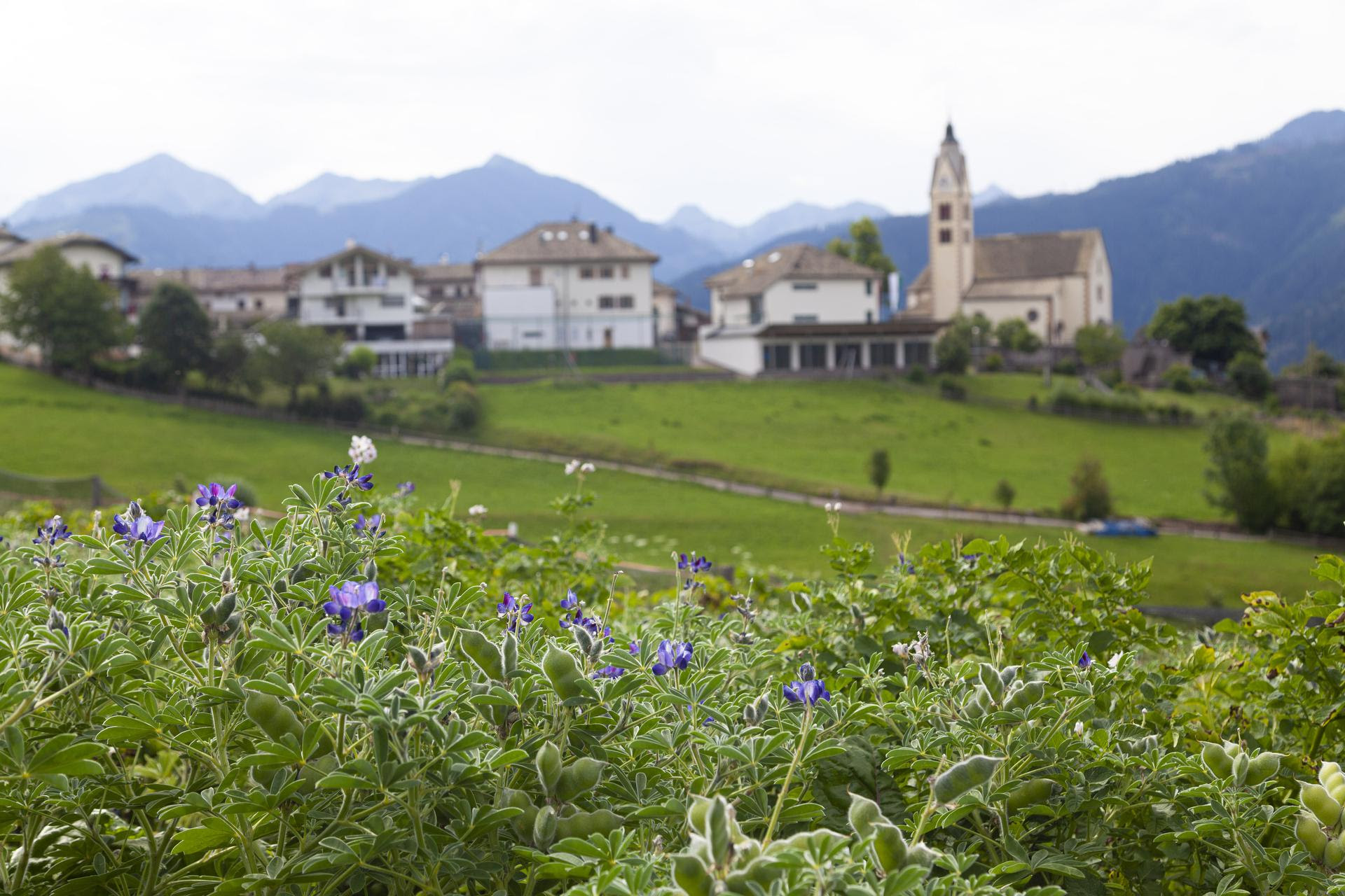 Nuovo Presidio Slow Food. È il lupino di Anterivo
