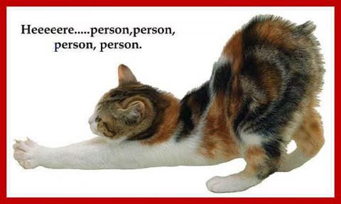 CAT-here-person