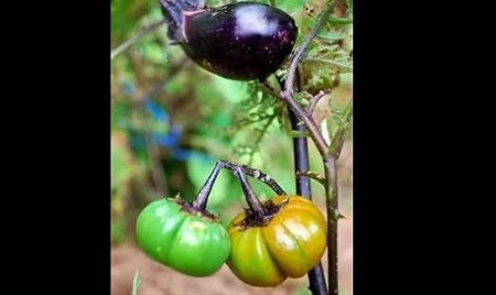 Fukushima-mutant-tomatos-3-9947-14078587