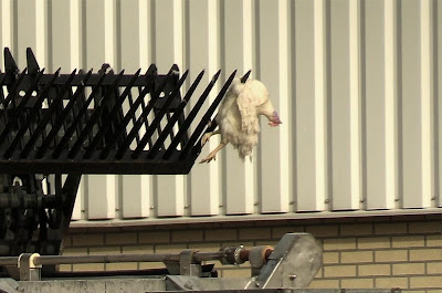 Een vergaste kip die aan de vork van de verreiker is gespiest in het Brabantse Neerkant.