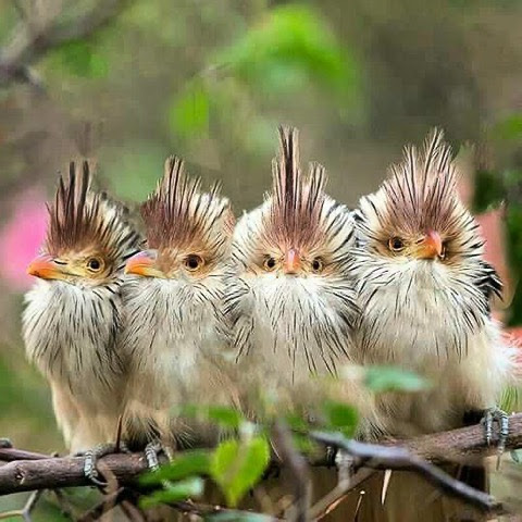 Baby-Birds-Hair