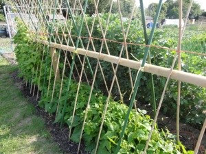 How To Grow Your Own Runner Beans - Easy Vegetable Gardening