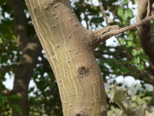 Erythrina variegata L.