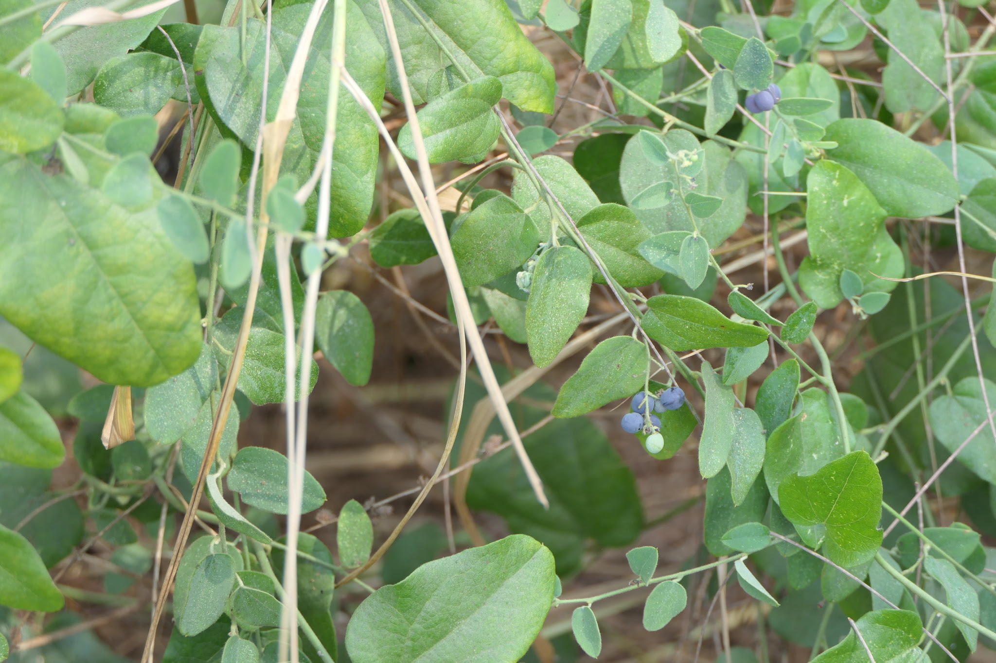 Cocculus hirsutus (L.) W.Theob.