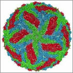 Dengue virus