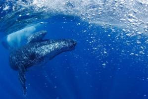 Humpback whale population on the rise after near miss with extinction