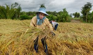 Мировые цены на рис выросли под влиянием закупок со стороны стран Азии и роста курсов валют стран-экспортеров. На фото: уборка риса в Тайланде. 