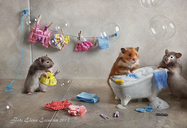 big Laundry | Cute hamsters, Hamster, Hamster life