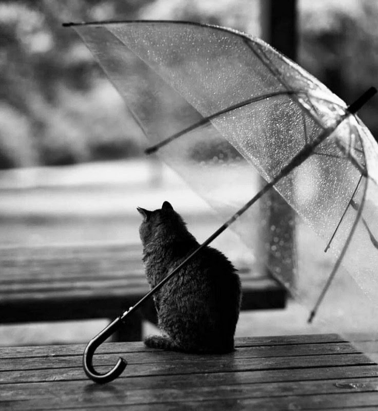 Rain-please-let-it