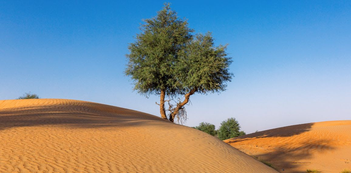 ** PRIER DANS LA VILLE, S'ARRÊTER PRIER ENSEMBLE ** 3-arbre-desert-v2-6412fa676d1ae298371714