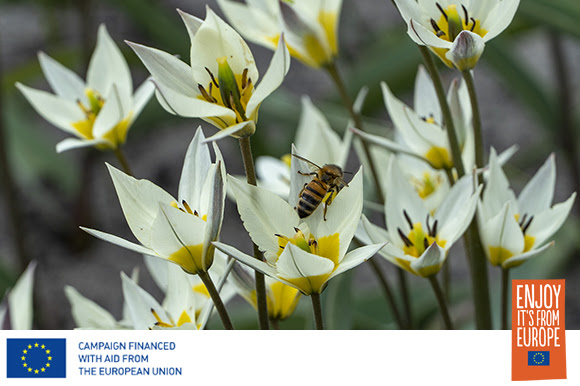 spring flowering bulbs for pollinators