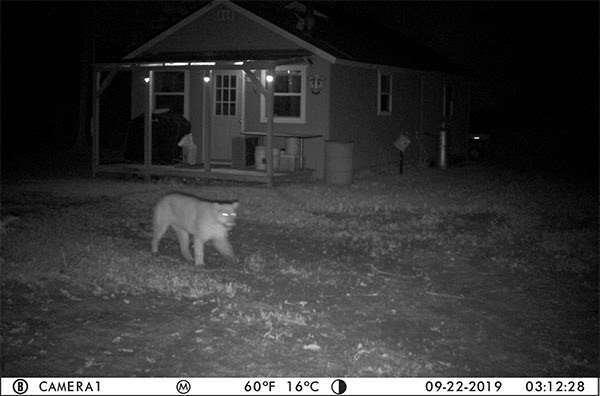 A ghostly, nighttime trail camera image shows a suspected cougar from Delta County.
