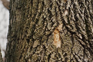 EAB infested tree trunk