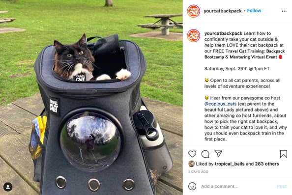 Want a cat backpack for Black Friday?