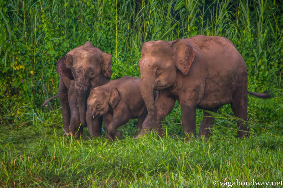 pygmy-elephants-kinabatangan-river-malaysia
