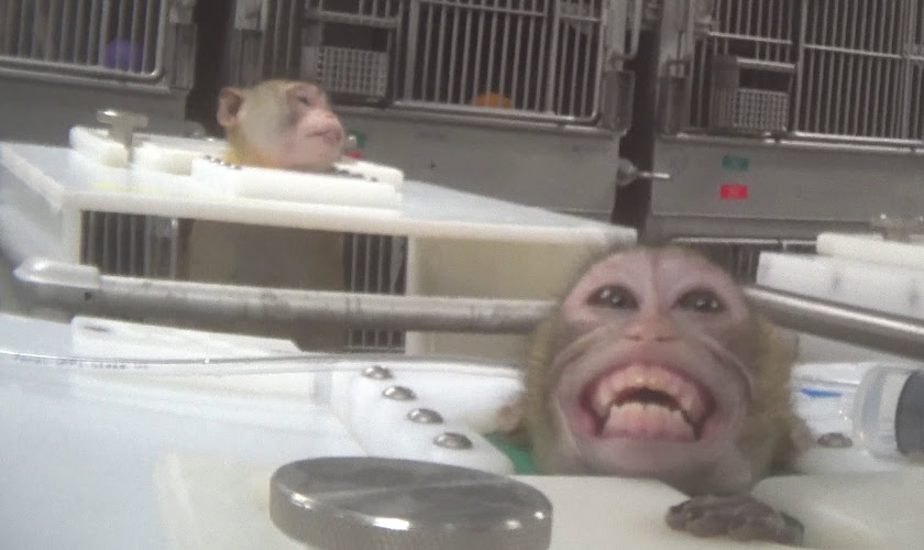 Monkey being tested on
