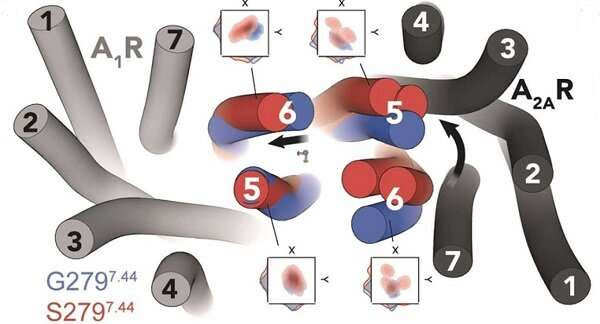 Researchers identify molecular mechanism associated with juvenile Parkinson's