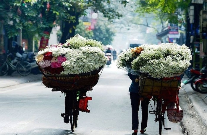 Vẻ đẹp tinh khôi của cúc họa mi những ngày đầu đông Hà Nội - Bayviet247