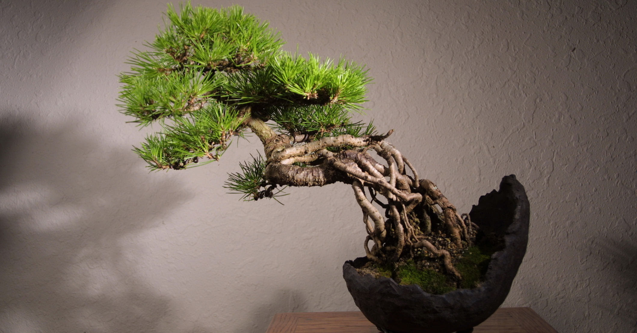 Image result for japan bonsai
