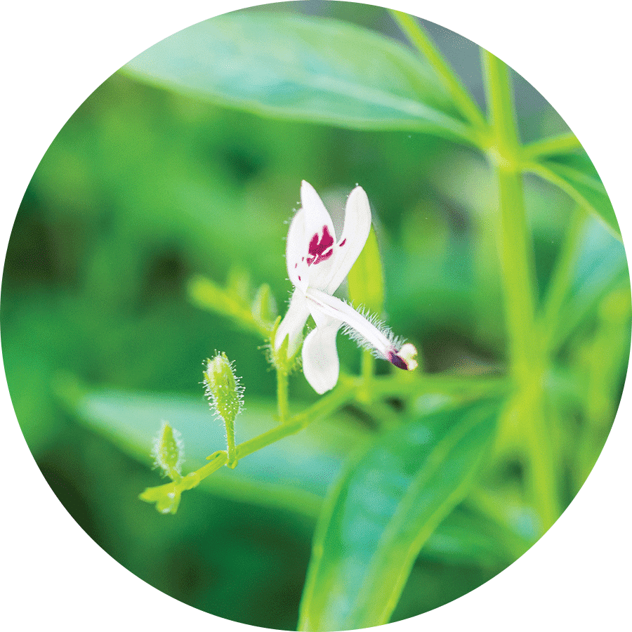 white Andrographis flower on green stem