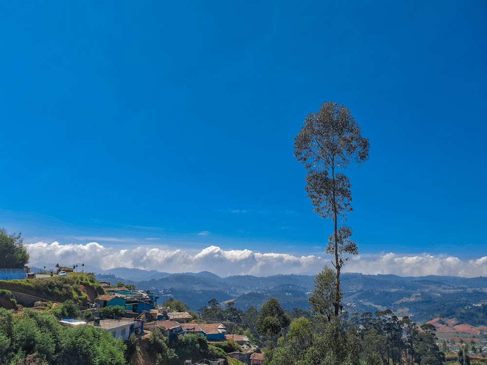 alberi verdi vicino alla montagna sotto il cielo blu durante il giorno